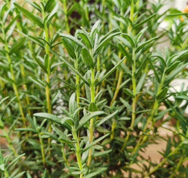 Rosmarinus officinalis seeds