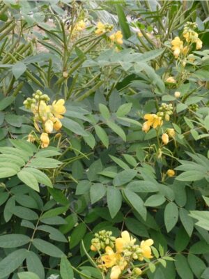 Senna occidentalis seeds