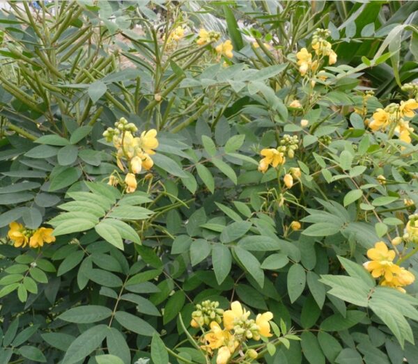 Senna occidentalis seeds
