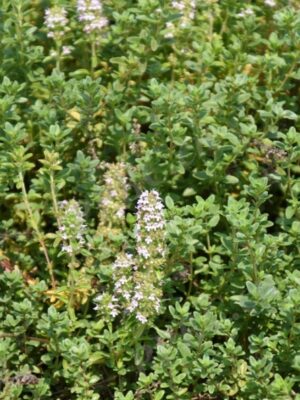 Thymus vulgaris seeds