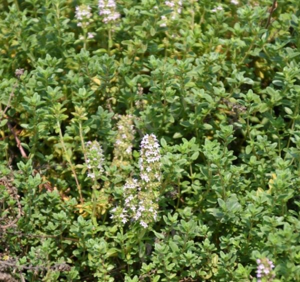 Thymus vulgaris seeds