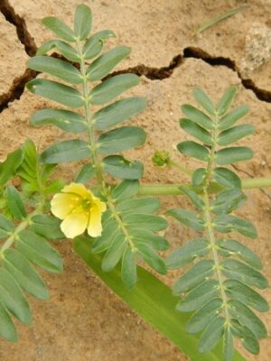 Tribulus terrestris seeds