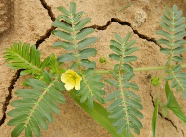 Tribulus terrestris seeds