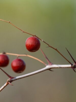 ziziphus jujuba seeds