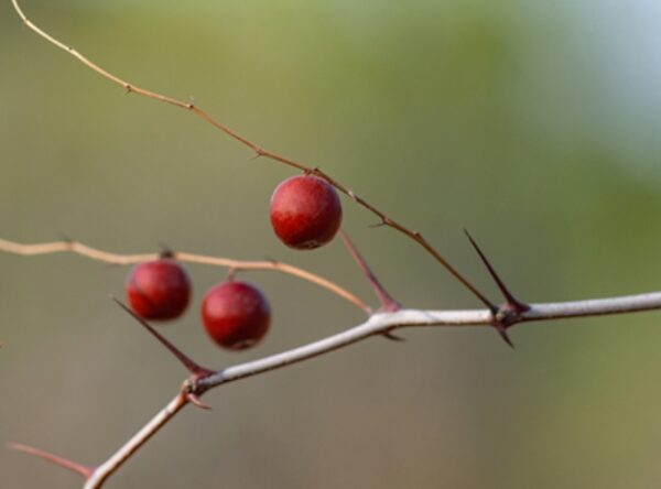 ziziphus jujuba seeds