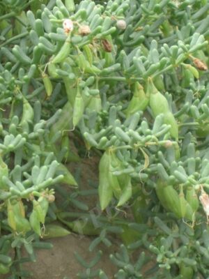 Zygophyllum mucronatum seeds