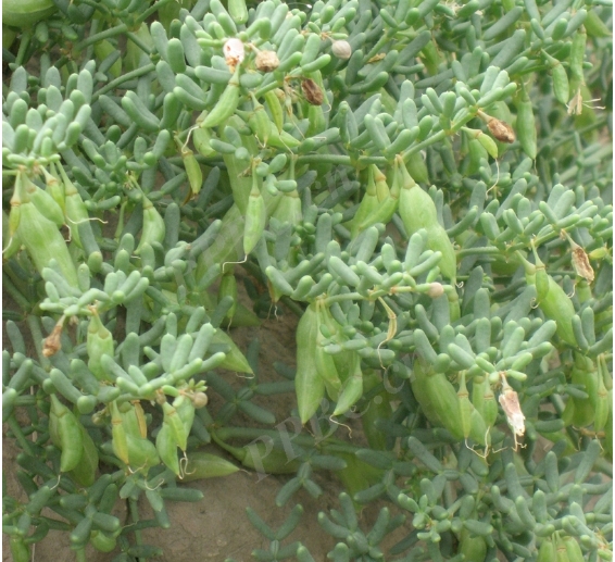 Zygophyllum mucronatum seeds