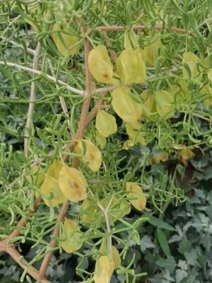 Zygophyllum xanthoxylum seeds