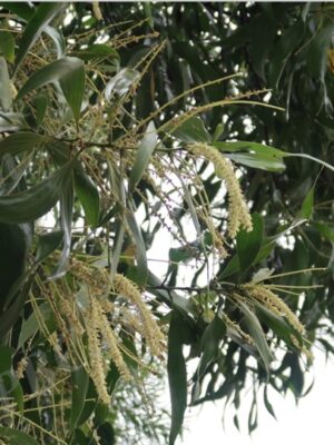 Acacia cincinnata seeds