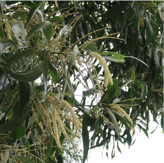 Acacia cincinnata seeds
