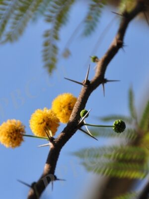 Vachellia Acacia farnesiana seeds