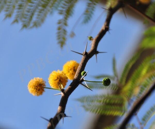 Vachellia Acacia farnesiana seeds