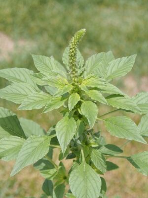 Amaranthus hybridus seeds