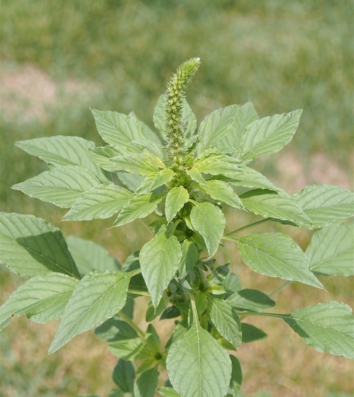 Amaranthus hybridus seeds
