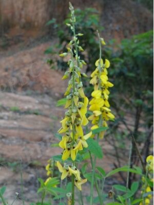 Crotalaria pallida seeds