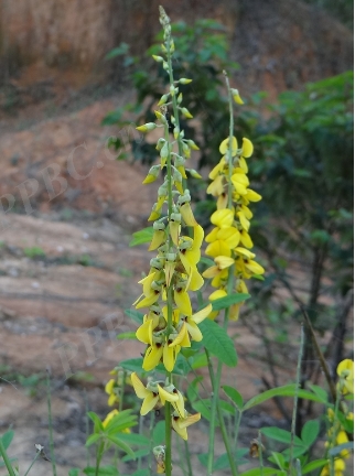 Crotalaria pallida seeds