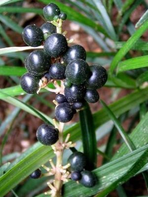 Liriope spicata seeds