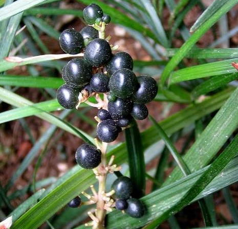 Liriope spicata seeds