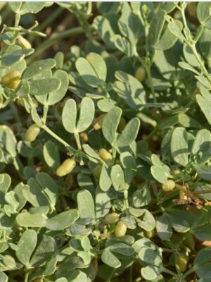 Zygophyllum fabago seeds