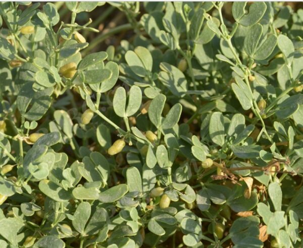 Zygophyllum fabago seeds