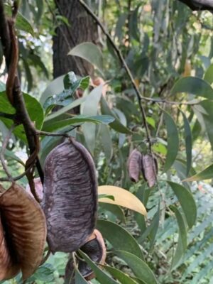 Acacia crassicarpa seeds