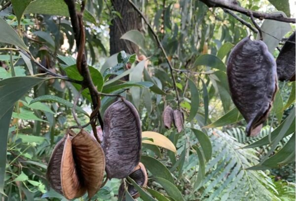 Acacia crassicarpa seeds