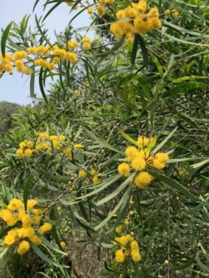 Acacia confusa seeds