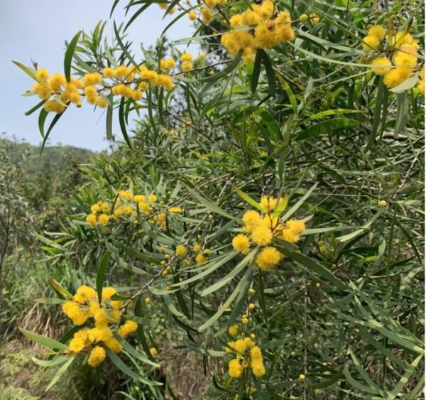 Acacia confusa seeds