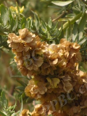 Atriplex canescens seeds