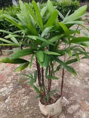 Rhapis excelsa seeds broad leaves