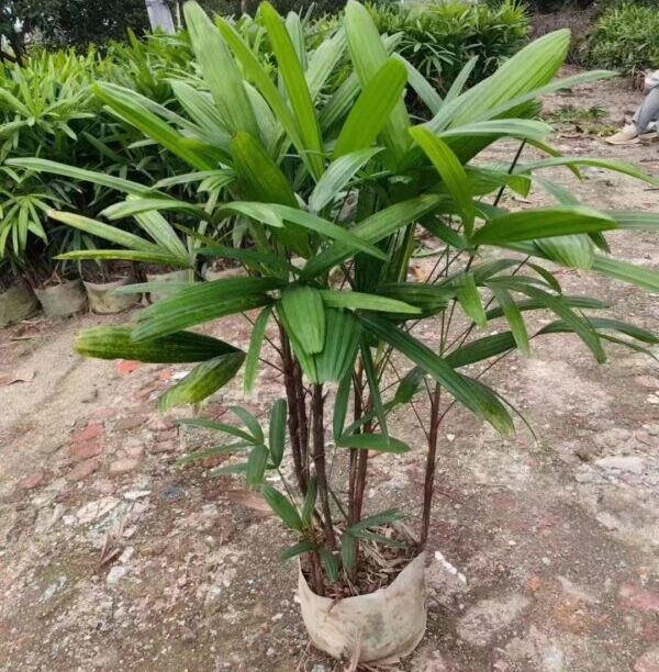 Rhapis excelsa seeds broad leaves