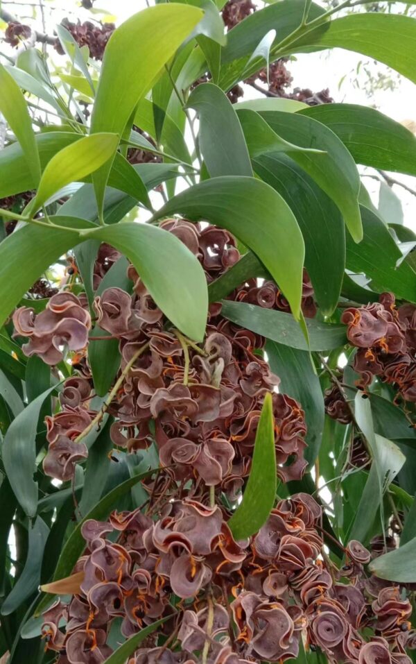 Acacia auriculiformis seeds
