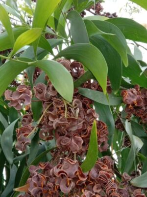 Acacia auriculiformis seeds