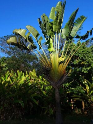 Ravenala madagascariensis seeds