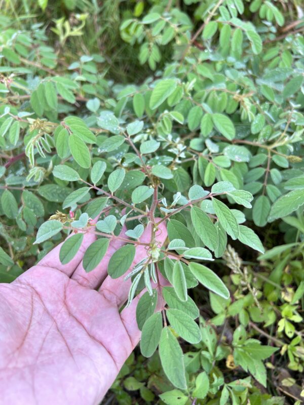 Indigofera tinctoria seeds
