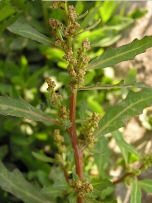 Chenopodium glaucum seeds