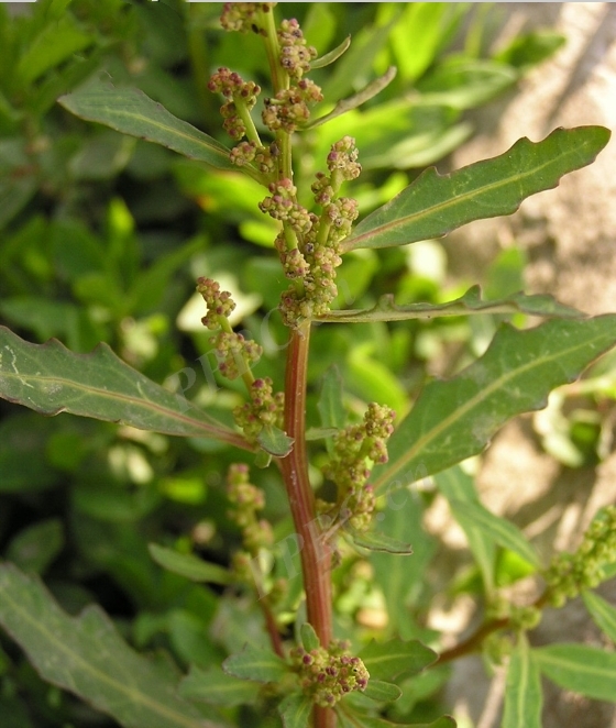 Chenopodium glaucum seeds
