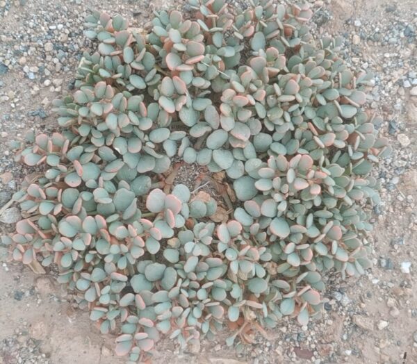 Zygophyllum kansuense seeds