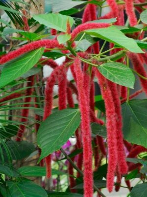 Acalypha hispida seeds