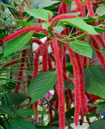 Acalypha hispida seeds