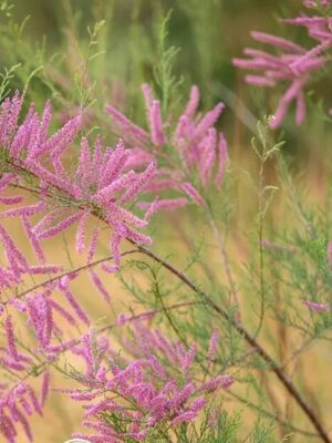 Tamarix gallica seeds