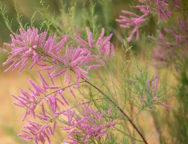 Tamarix gallica seeds