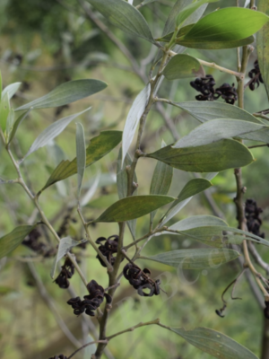 Acacia holosericea seeds