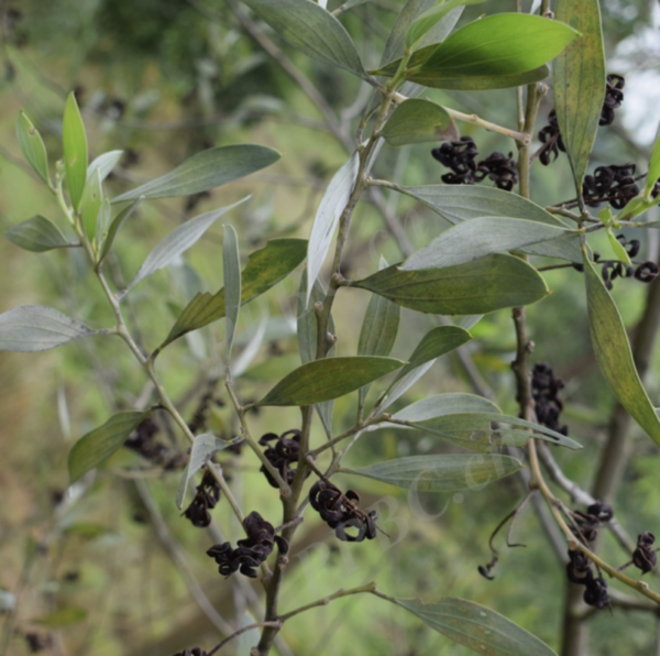 Acacia holosericea seeds