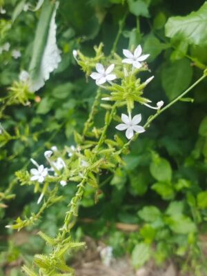 Plumbago auriculata Alba seeds