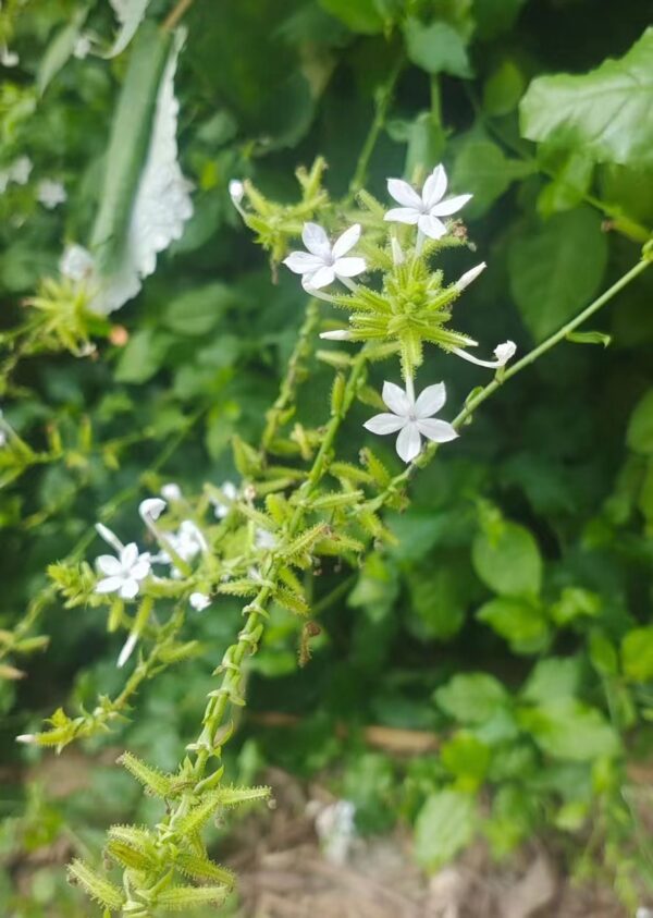 Plumbago auriculata Alba seeds