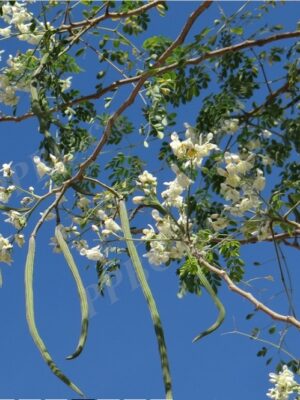Moringa oleifera seeds