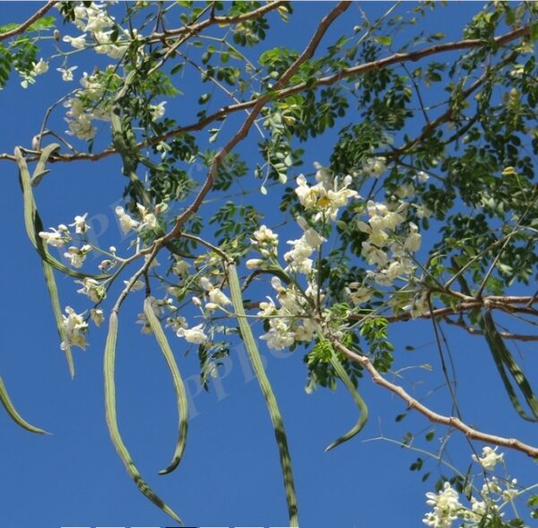Moringa oleifera seeds