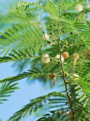 Acacia leucocephala seeds