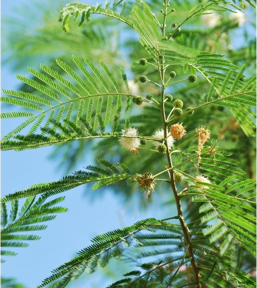 Acacia leucocephala seeds